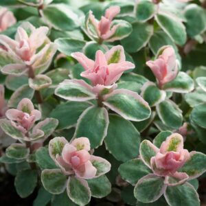 Sedum Pinky