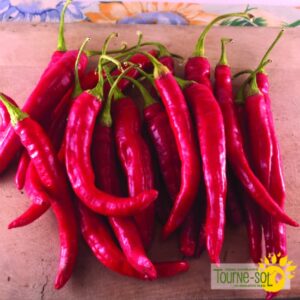 Piment Fort Red Rocket