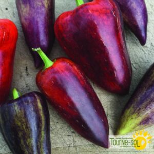 Poivron doux Violet Sparkle