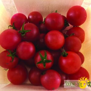 Tomate Cerise Peacevine