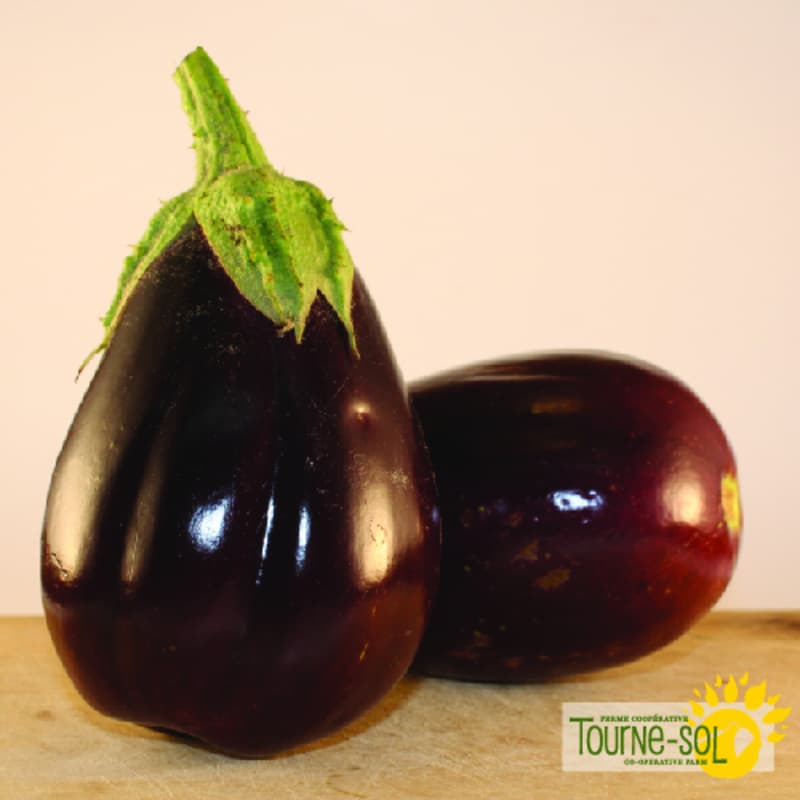 Aubergine Black beauty