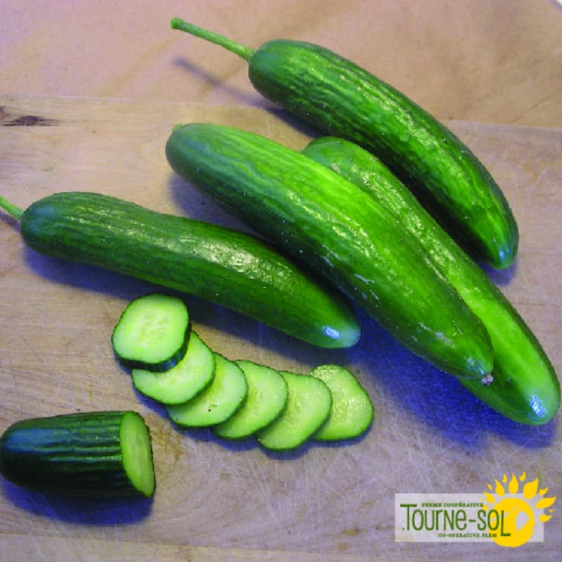 Concombre Super Zagross