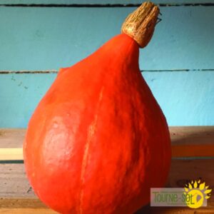 Courge Red Kuri