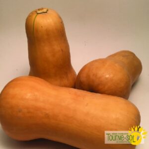 Courge Musquée Waltham Butternut