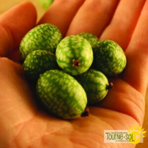 Melon souris Cucamelon