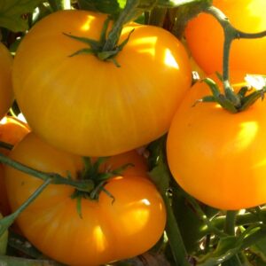 Plant de tomate Azoychka