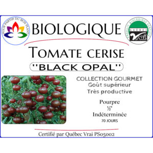 Plant de tomate cerise Black Opal