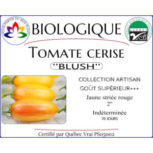 Plant de tomate cerise Blush