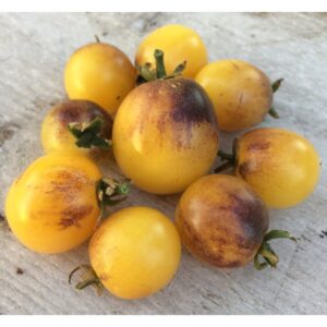 Tomate cerise Fireball