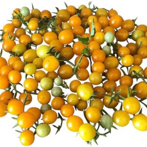 Plant de tomate cerise Gold Rush