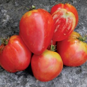 Plant de tomate Hungarian Heart