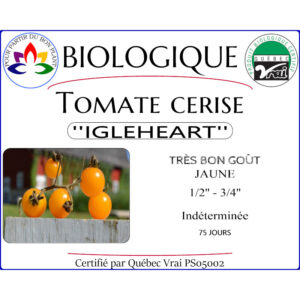 Plant de Tomate Cerise Igleheart