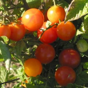 Plant de tomate cerise Isis Candy Cherry