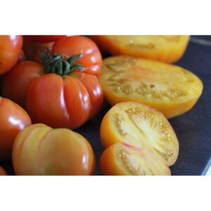 Plant de tomate Joyaux d'oaxaca