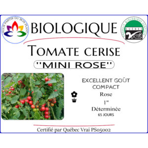 Plant de Tomate Cerise Mini Rose