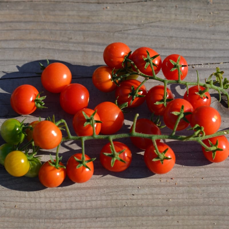 Plant de tomate cerise Profit-Frutti rouge