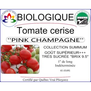 Plant de tomate cerise Pink Champagne