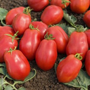 Plant de tomate Roma VF