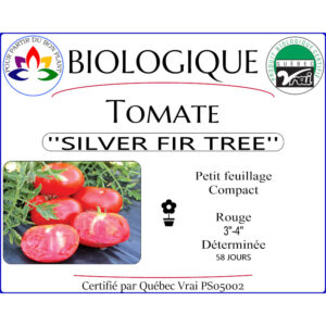 Plant de tomate Silver Fir Tree