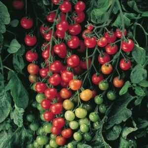 Plant de tomate cerise Sweet 100