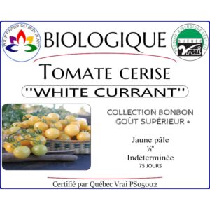 Plant de tomate cerise White Currant