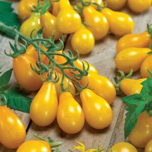 Tomate cerise Yellow Pear