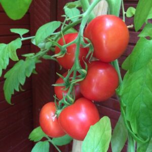 Plant de tomate Bonny Best