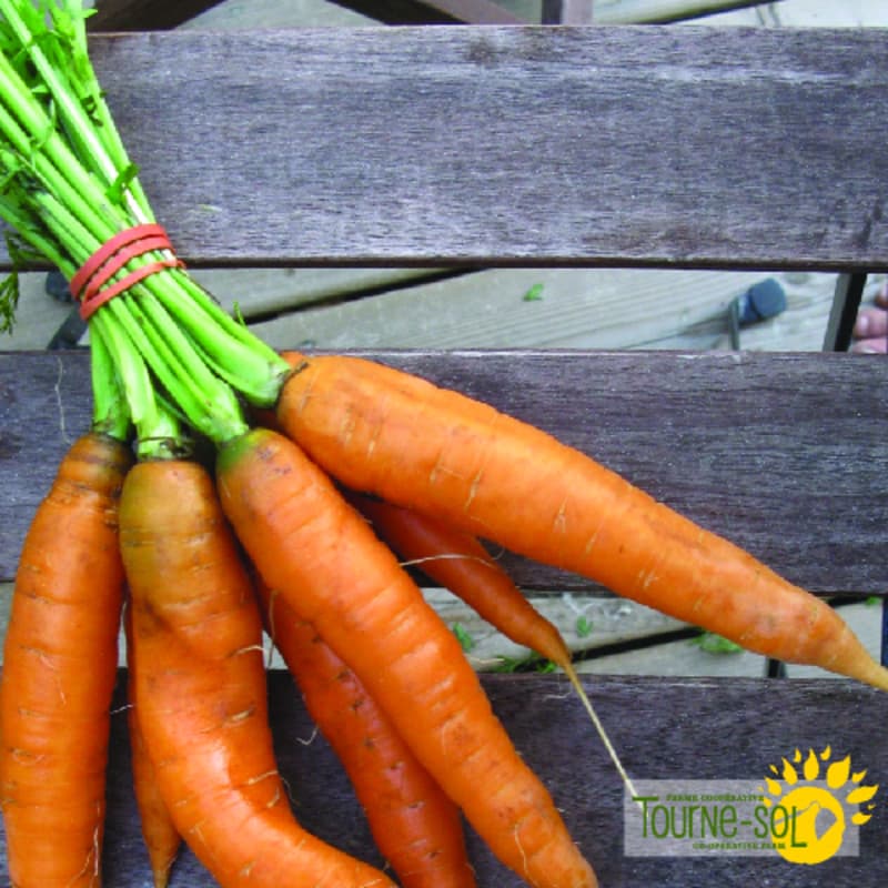 Carotte Scarlet Nantes