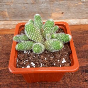 cactus rebutia fabrisii