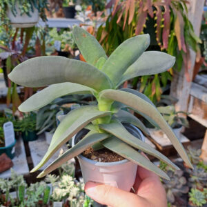 Crassula Rochea Falcata