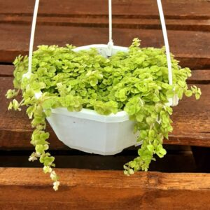 pilea depressa lemon