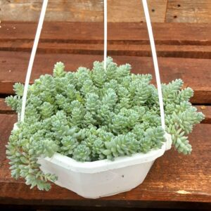 sedum dasyphyllum major
