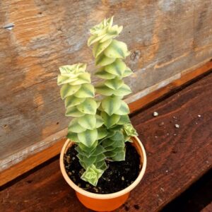 crassula perforata