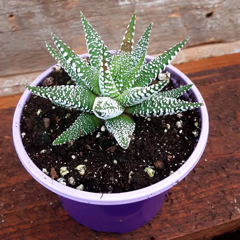 haworthia magnificus