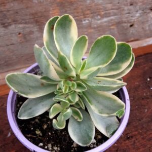 crassula panaché variegata