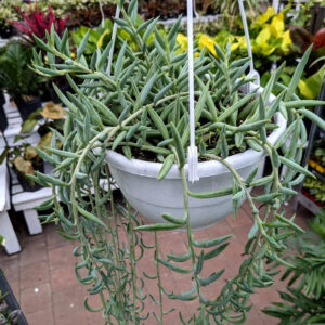 Senecio Radicans Fish Hook