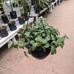 Tradescantia Bunny Bellies