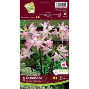 bulbe amaryllis belladonna