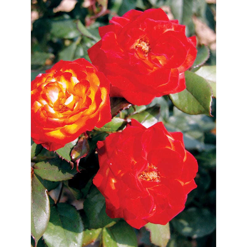 Rosier Boules Rouges Rosier Vigorosa Red Ribbons | Jardins Zeillinger Botanix