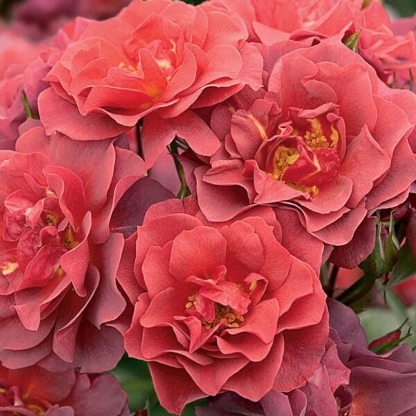 rosier floribunda cinco de mayo rosa