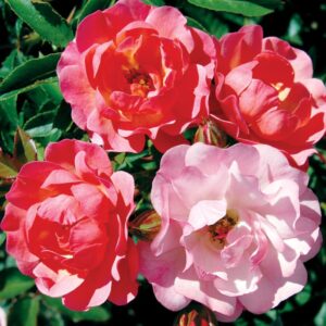 rosier floribunda maxi vita rosa