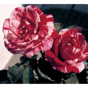 rosier floribunda scentimental rosa
