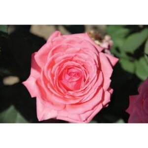 rosier hybride canada blooms rosa