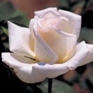 rosier hybride honor rosa