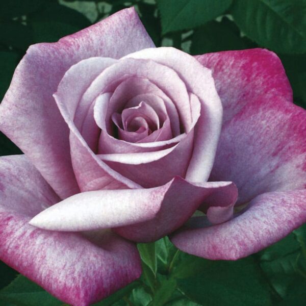 rosier hybride moody blue rosa