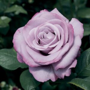 rosier hybride neptune rosa