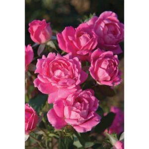 rosier rustique double pink knock out rosa