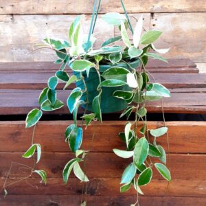 hoya variegata