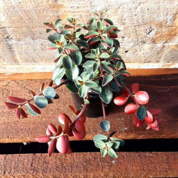 peperomia red twist