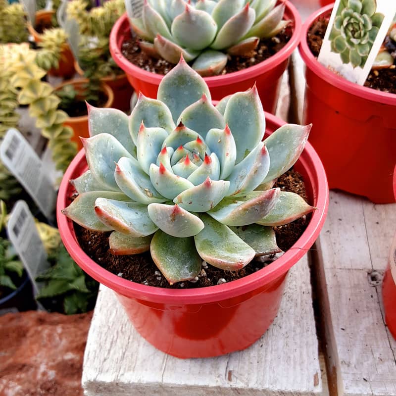 echeveria parva